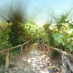 Vegetation Tunnel