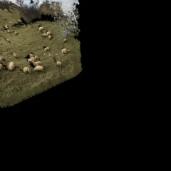 ML-Sheep