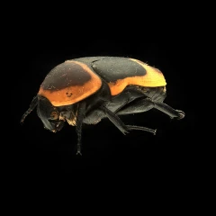 Pachnoda marginata