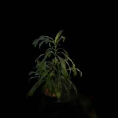plant_01