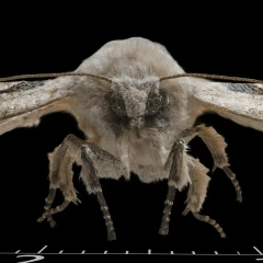 Japanese buff-tip moth