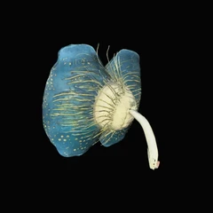 Surreal Flower