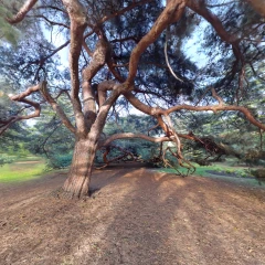 The tree