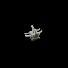 Quel Imaging Spine Phantom