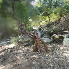 Branch sculpture @ Santa Barbara Botanic Garden - Santa Barbara, CA