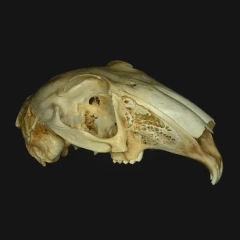 Rabbit Skull