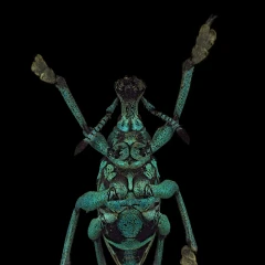 Schönherr's blue weevil
