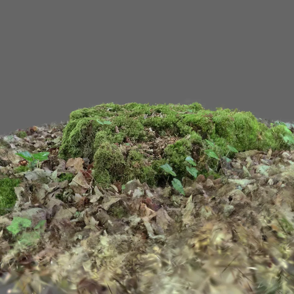 Stump 2 in the woods