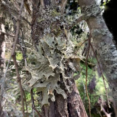 Lobaria pulmonaria