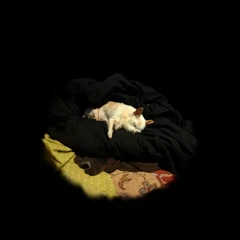 Small Chihuahua Sleeping in pile of blankets
