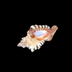 Seashell - Revopoint POP 4
