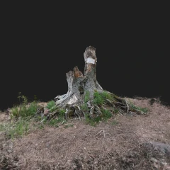 A tree stump in Zelenogorsk