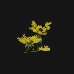 MIMOSA – STILL LIFE