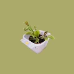 Venus Flytrap (VR Ready ✅)