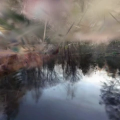 Pond!