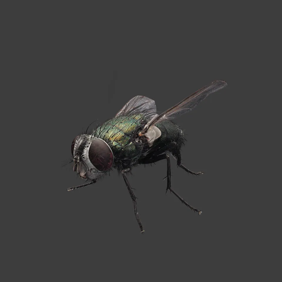 Green Bottle Fly