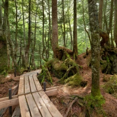 Mononoke Forest