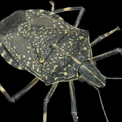 Brown Marmorated Stink Bug
