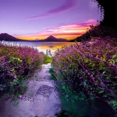 Lilac Path