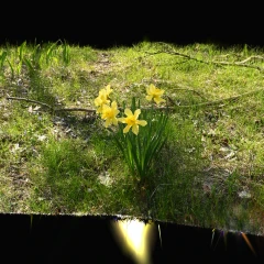 Yellow Daffodil