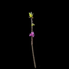Daphne mezereum