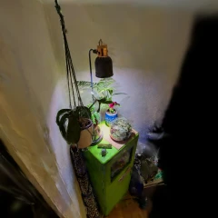 Plant Corner