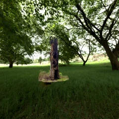 Burned Oak