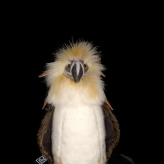 Philippine Eagle 