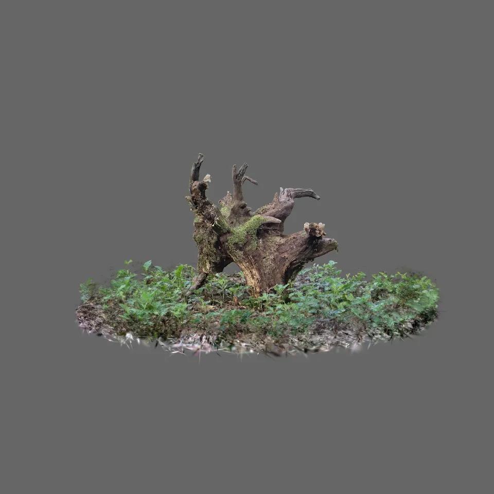 Stump in the woods 3