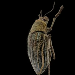 Julodis Onopordi