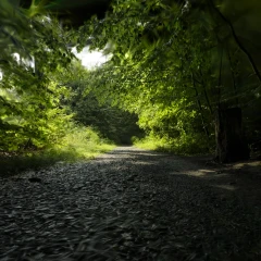 Forest path