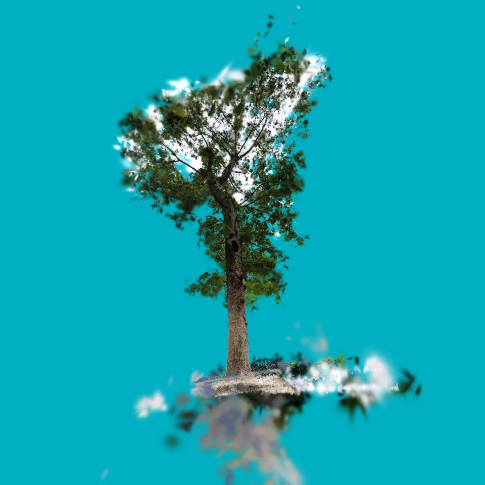 Arbor de la Plaza de la Trinidad