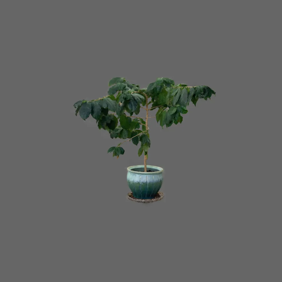 Potted Plant