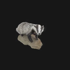 Badger