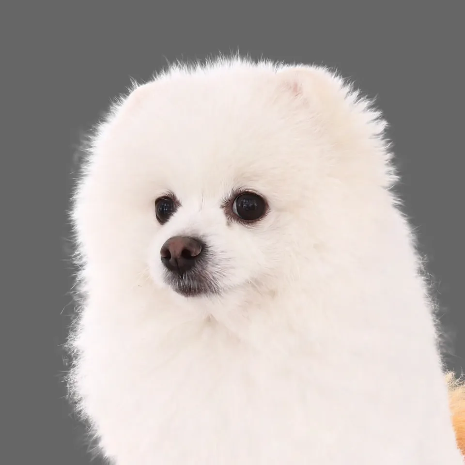 Pomeranian