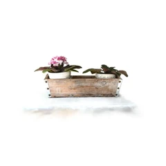 Untitled Flowers