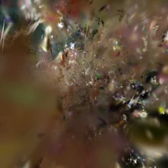 fungi_best