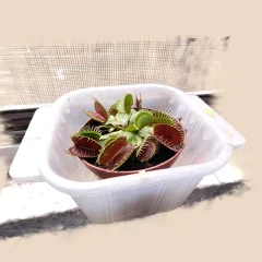 Venus Flytrap