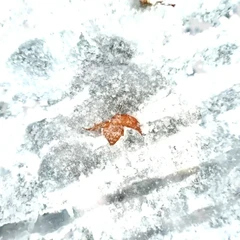 Snowflakes on Leaf