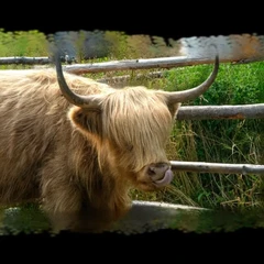 Highland Cow