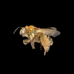Peponapis pruinosa
