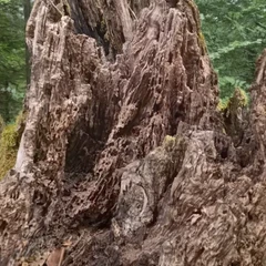Stump 4 - Animated