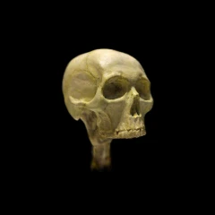 Human Skull