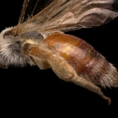Bee Extra Extra Large