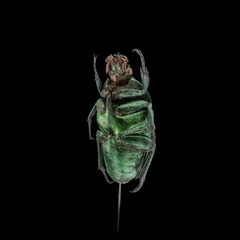 Ischiopsopha