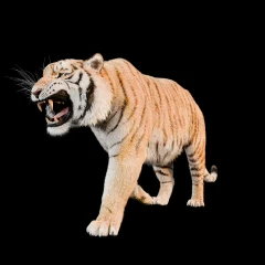 3DGS Tiger