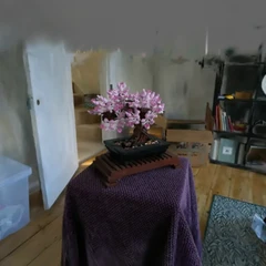 Bonsai