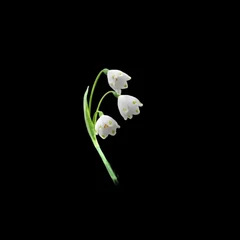 Spring Snowflake flower