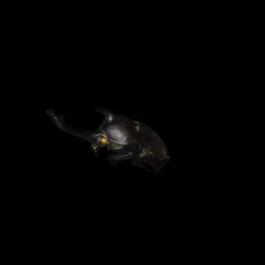 rhinoceros beetle