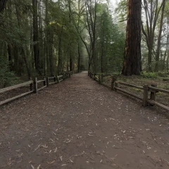 California Redwood Path Larger
